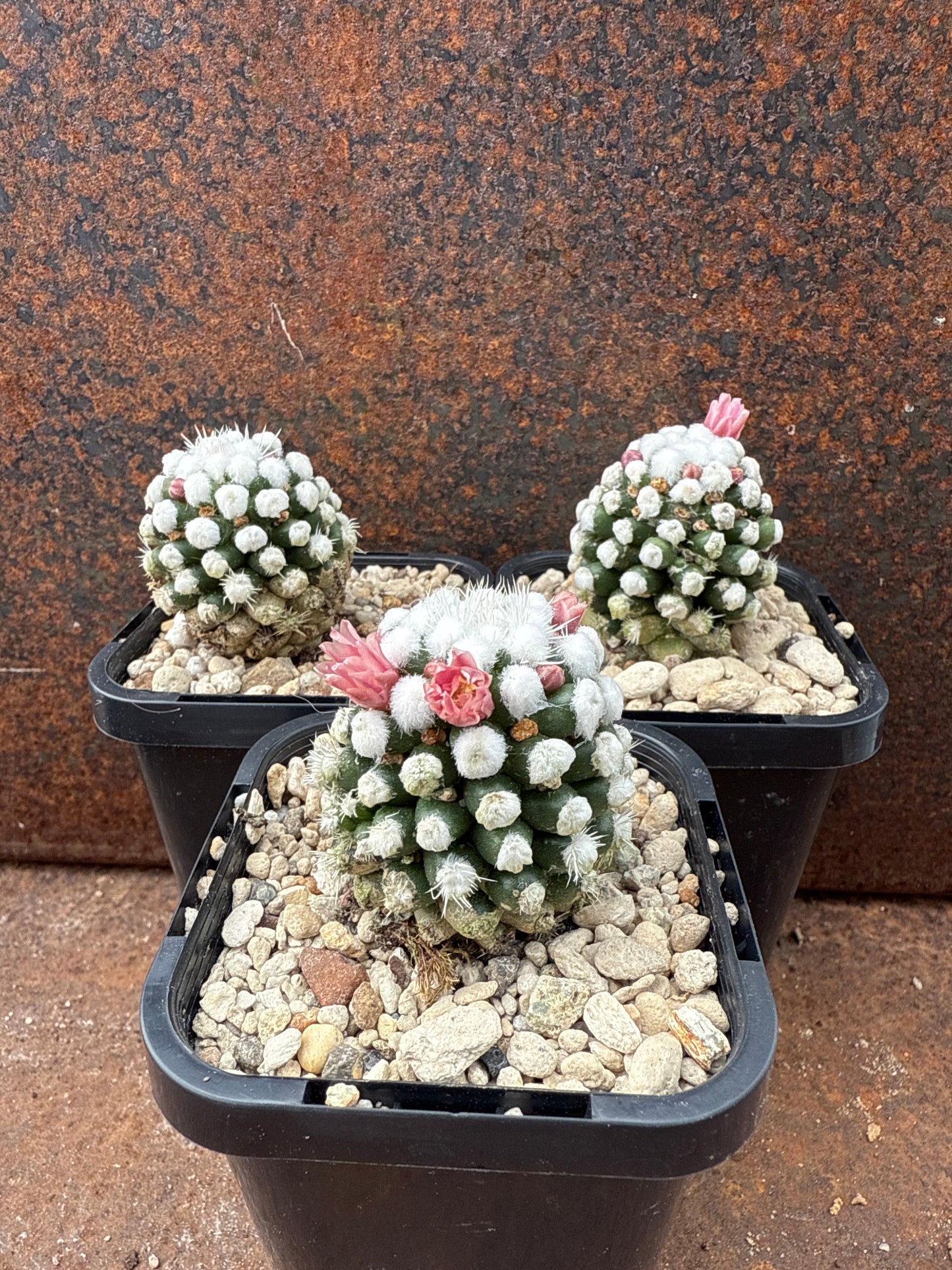 Mammillaria vetula cv. 'Orunga'