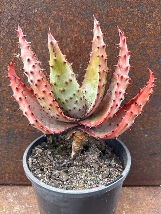 Aloe marlothii “mountain aloe”