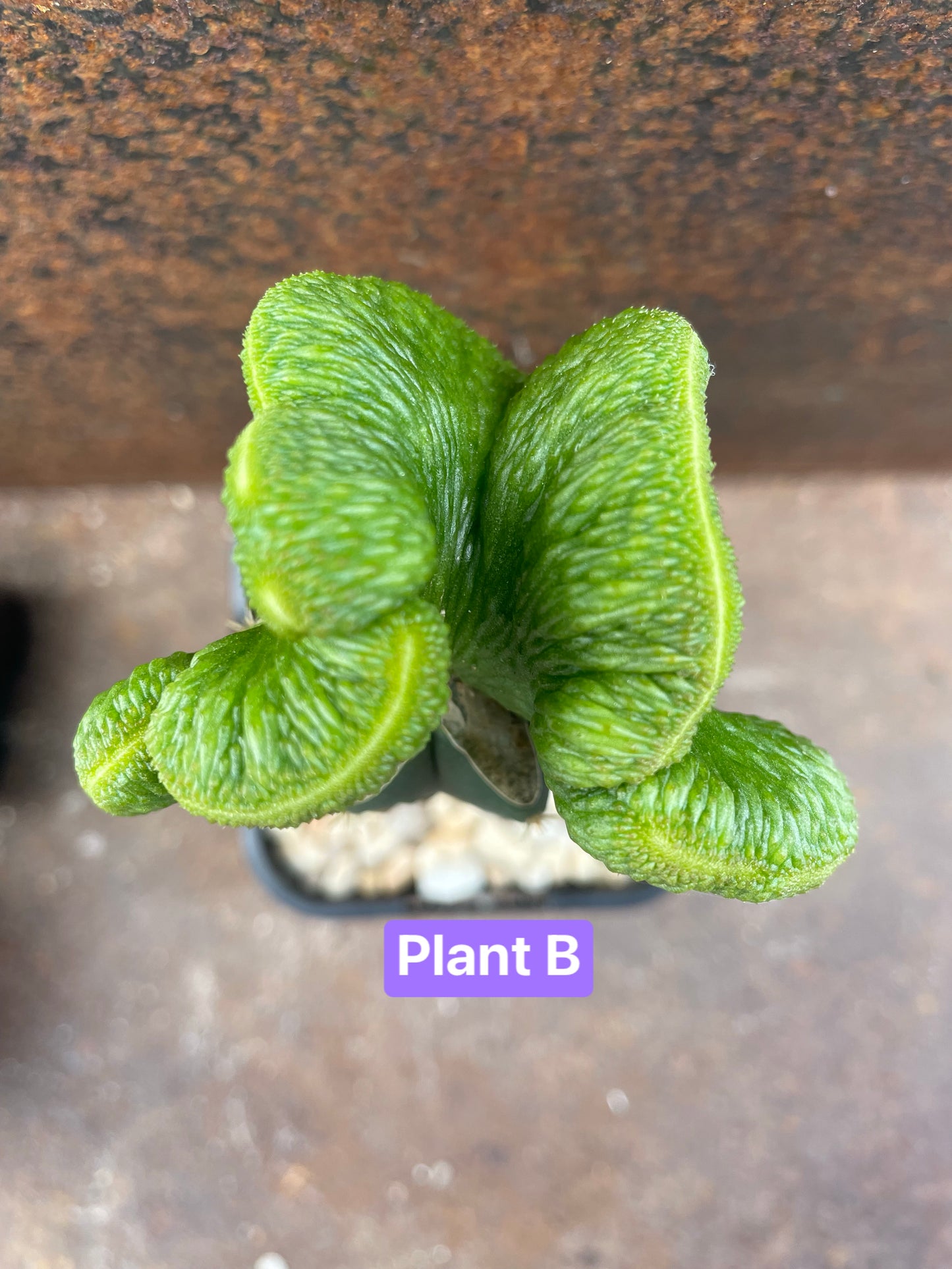 Hildewintera colademononis cv inermis cristata ‘spineless, crested monkey tail cactus’