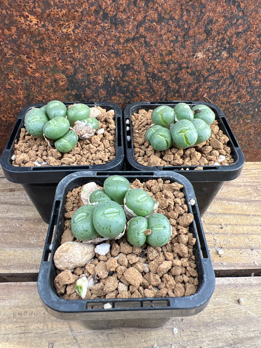 Conophytum obcordellum forms giftbergensis