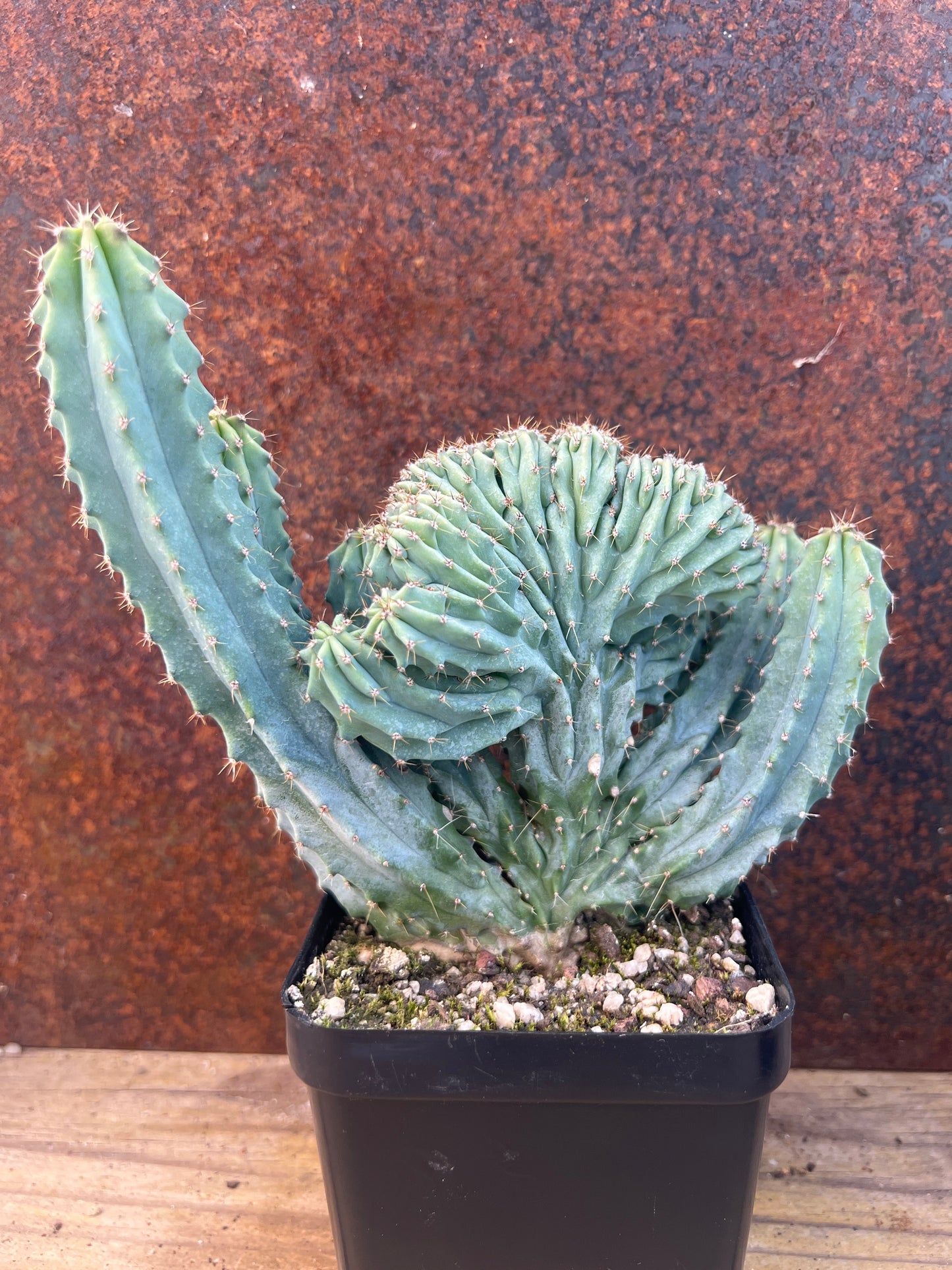 Myrtillocactus geometrizans 'cristata'