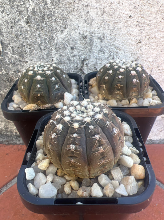 Gymnocalycium ragonesei