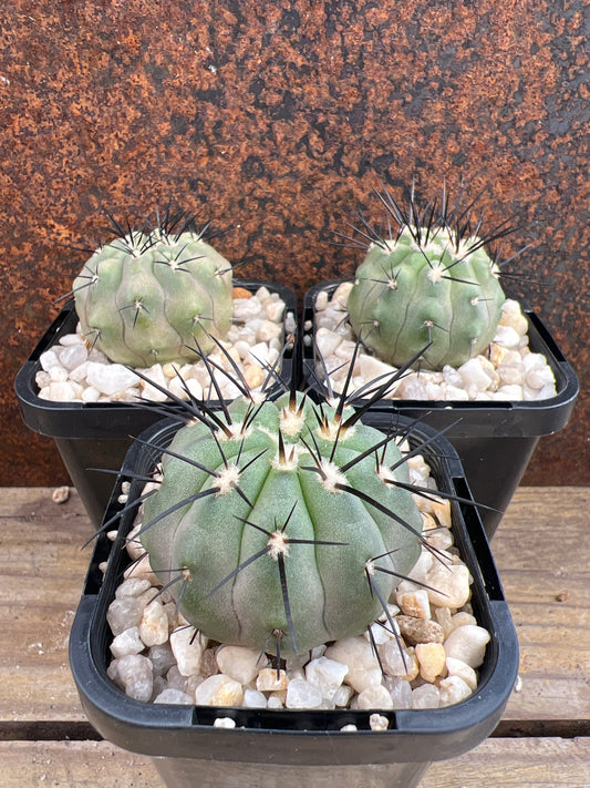 Copiapoa magnifica