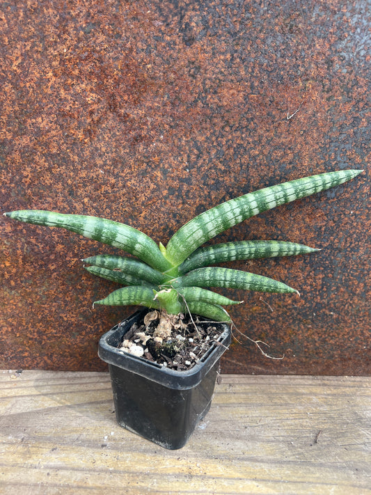 Sansevieria boncel
