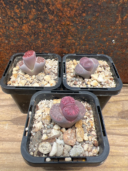 Lithops julii