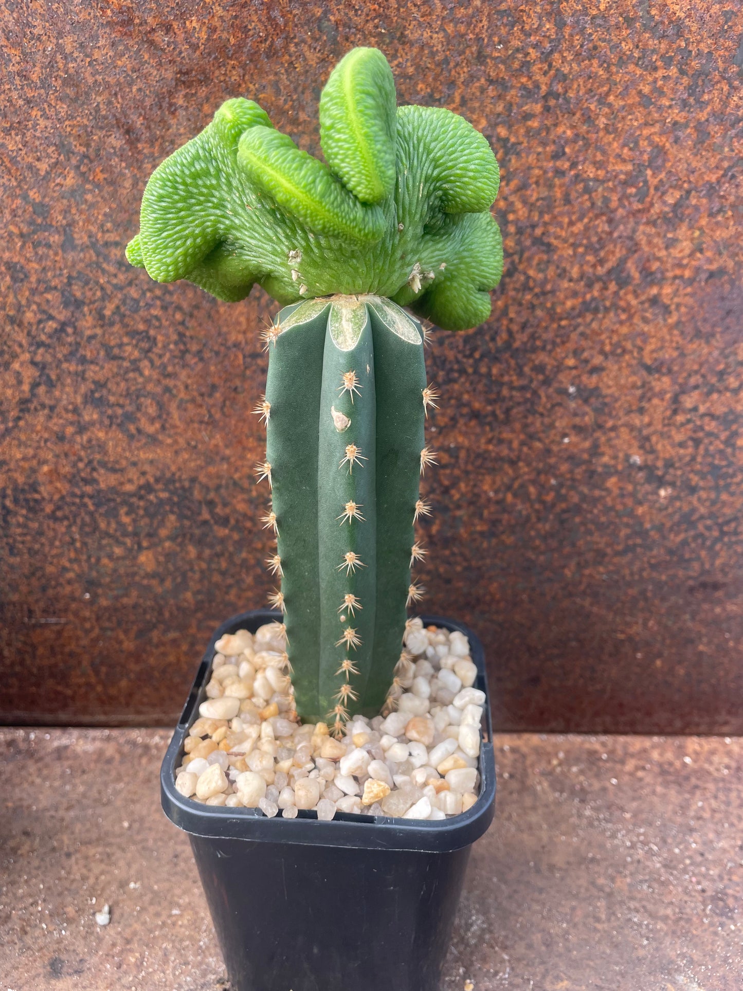 Hildewintera colademononis cv inermis cristata ‘spineless, crested monkey tail cactus’ - Plant C