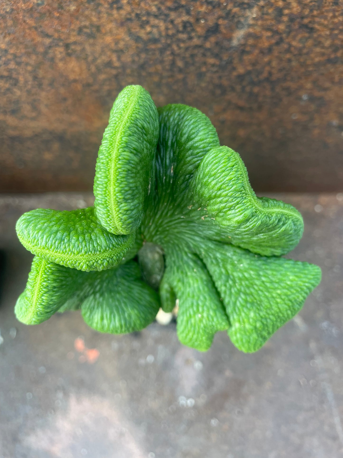 Hildewintera colademononis cv inermis cristata ‘spineless, crested monkey tail cactus’ - Plant C