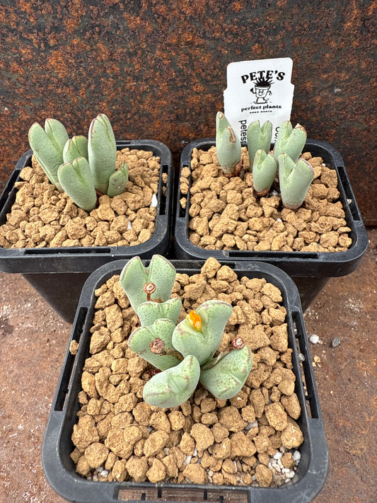 Conophytum bilobum var elisha