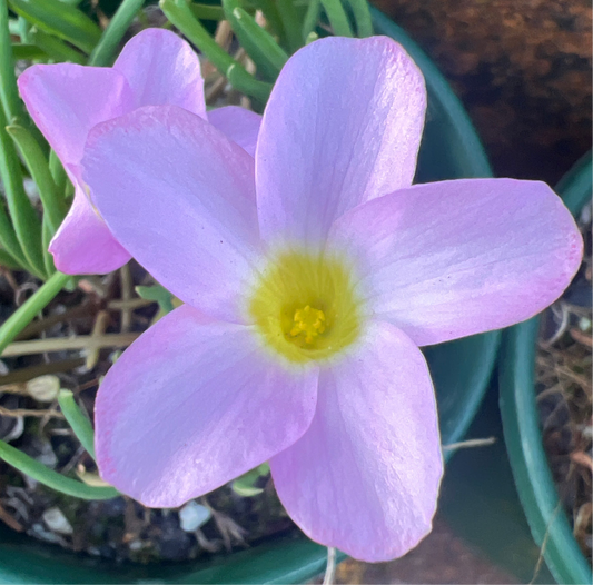 Oxalis Flava 'Pink'