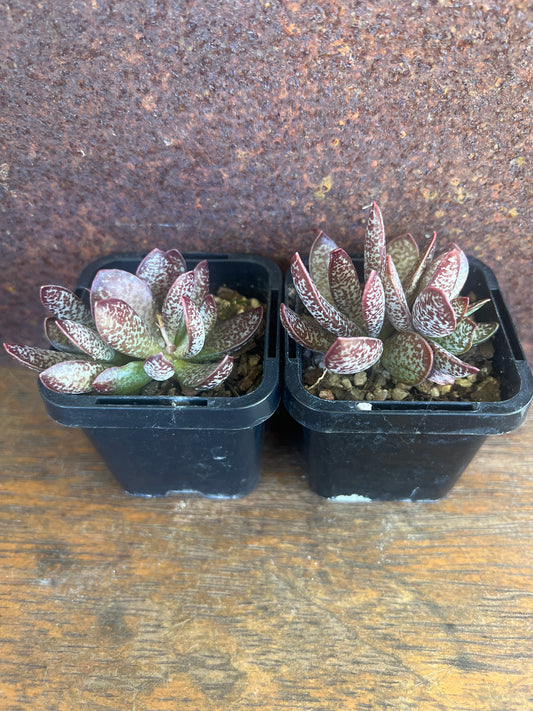 Adromischus trigynus