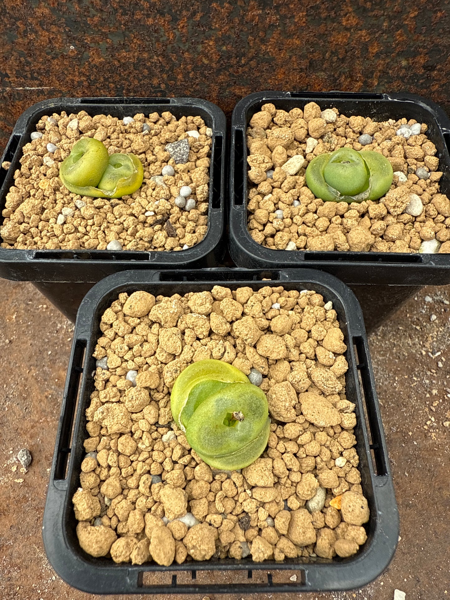 Conophytum phoeniceum