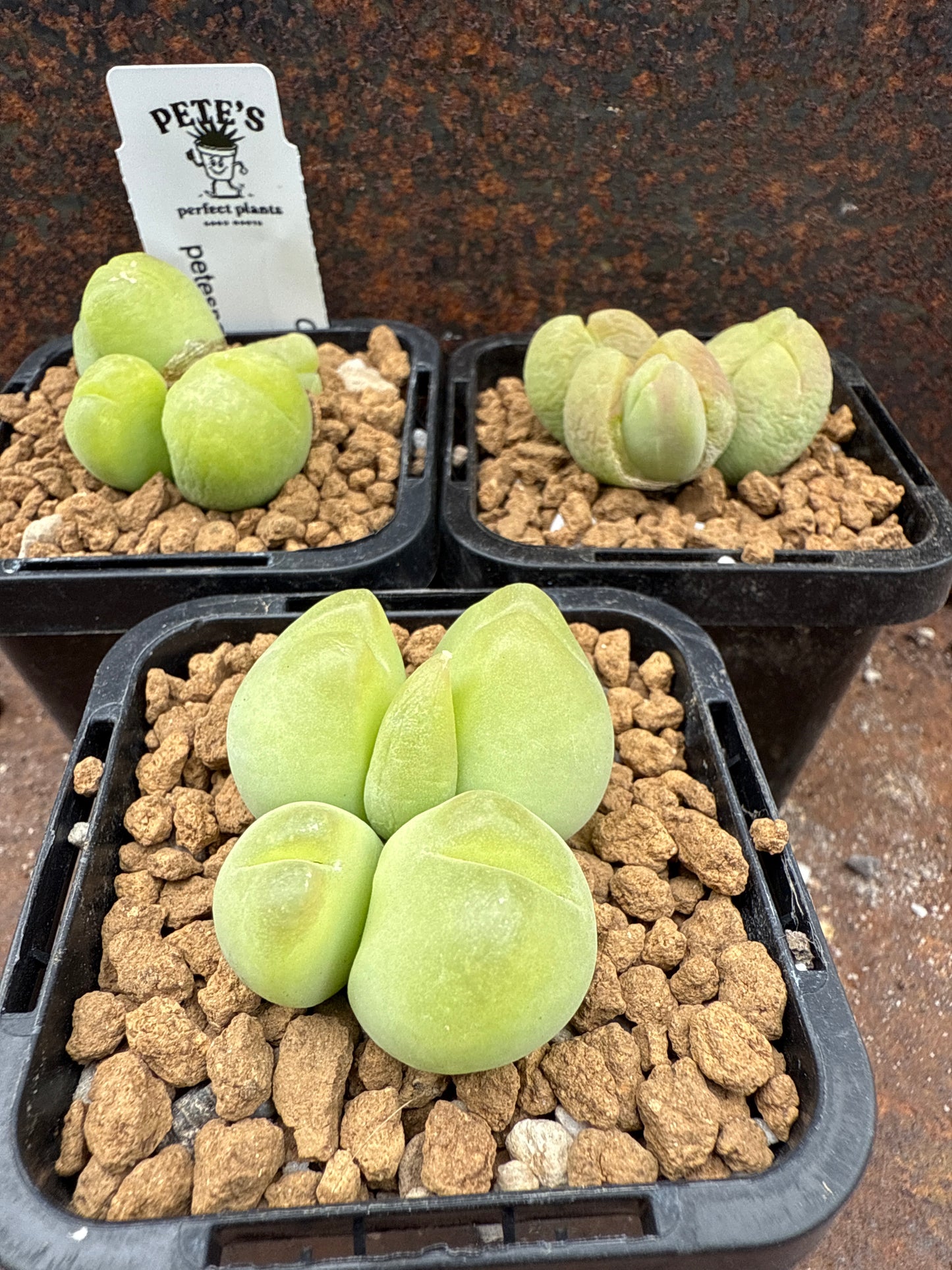 Conophytum pilosulum