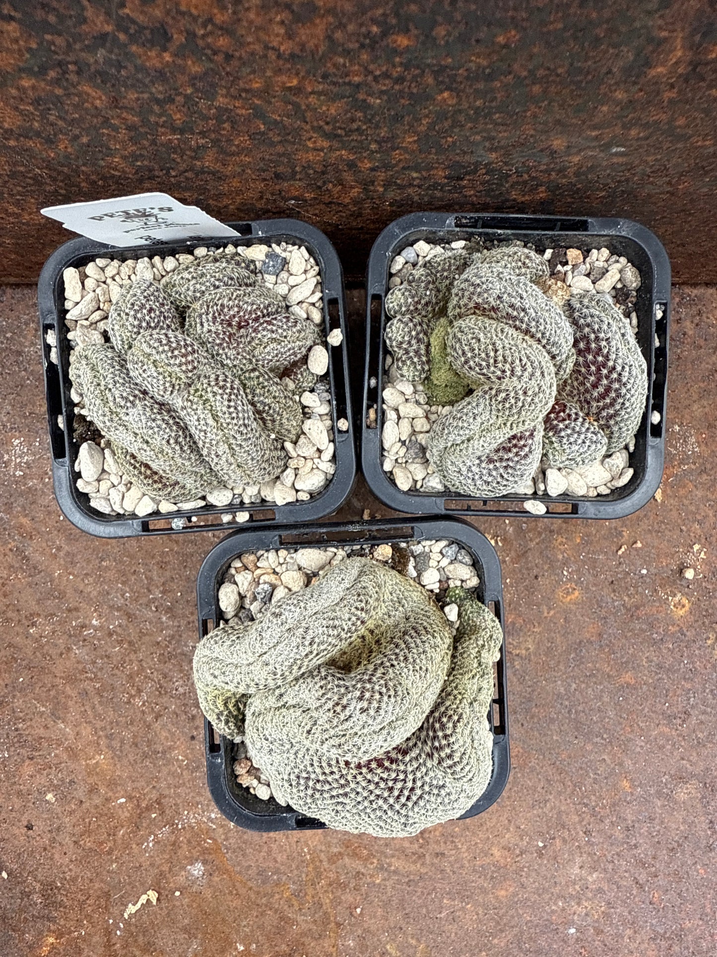 Sulcorebutia langeri forma cristata