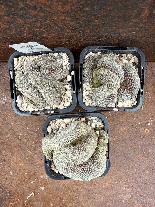 Sulcorebutia langeri forma cristata