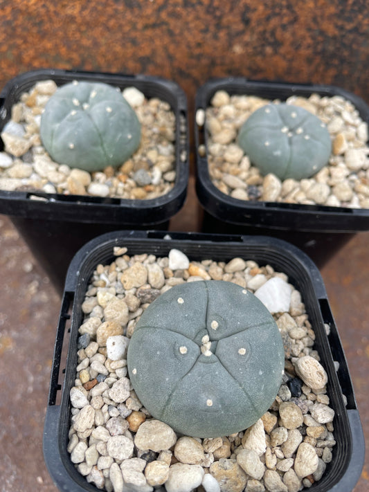 LW texana rio grande (seed grown)