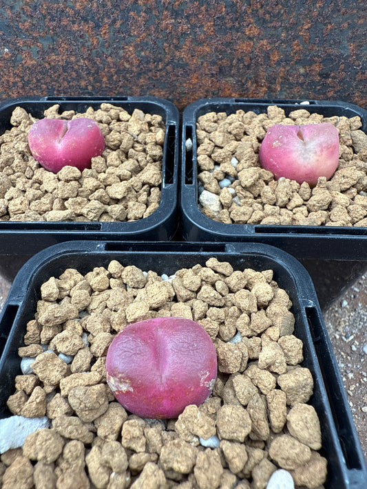 Conophytum maughanii “peach”