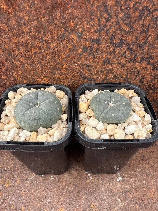 LW KKR 305 (seed grown)