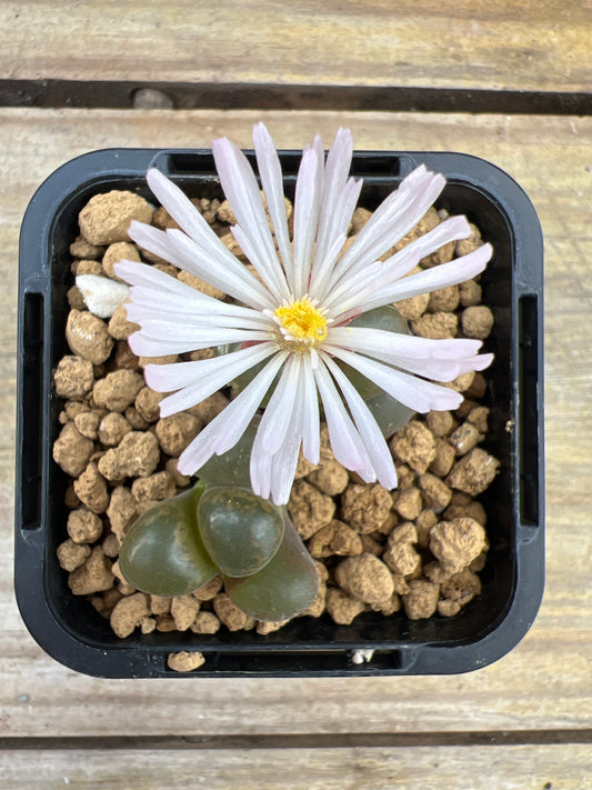 Conophytum friedrichiae