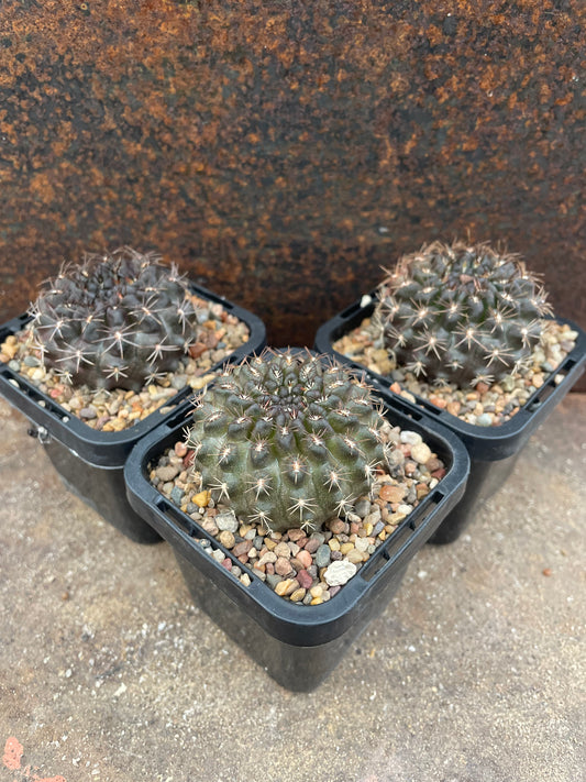 Neochilenia (Eriosyce) odieri