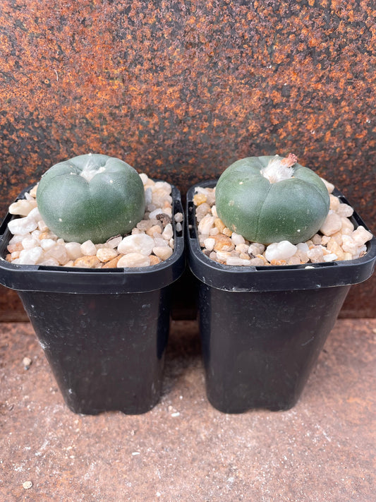Lophophora koehresii “Las Tablas, San Luis Potosi” seed grown