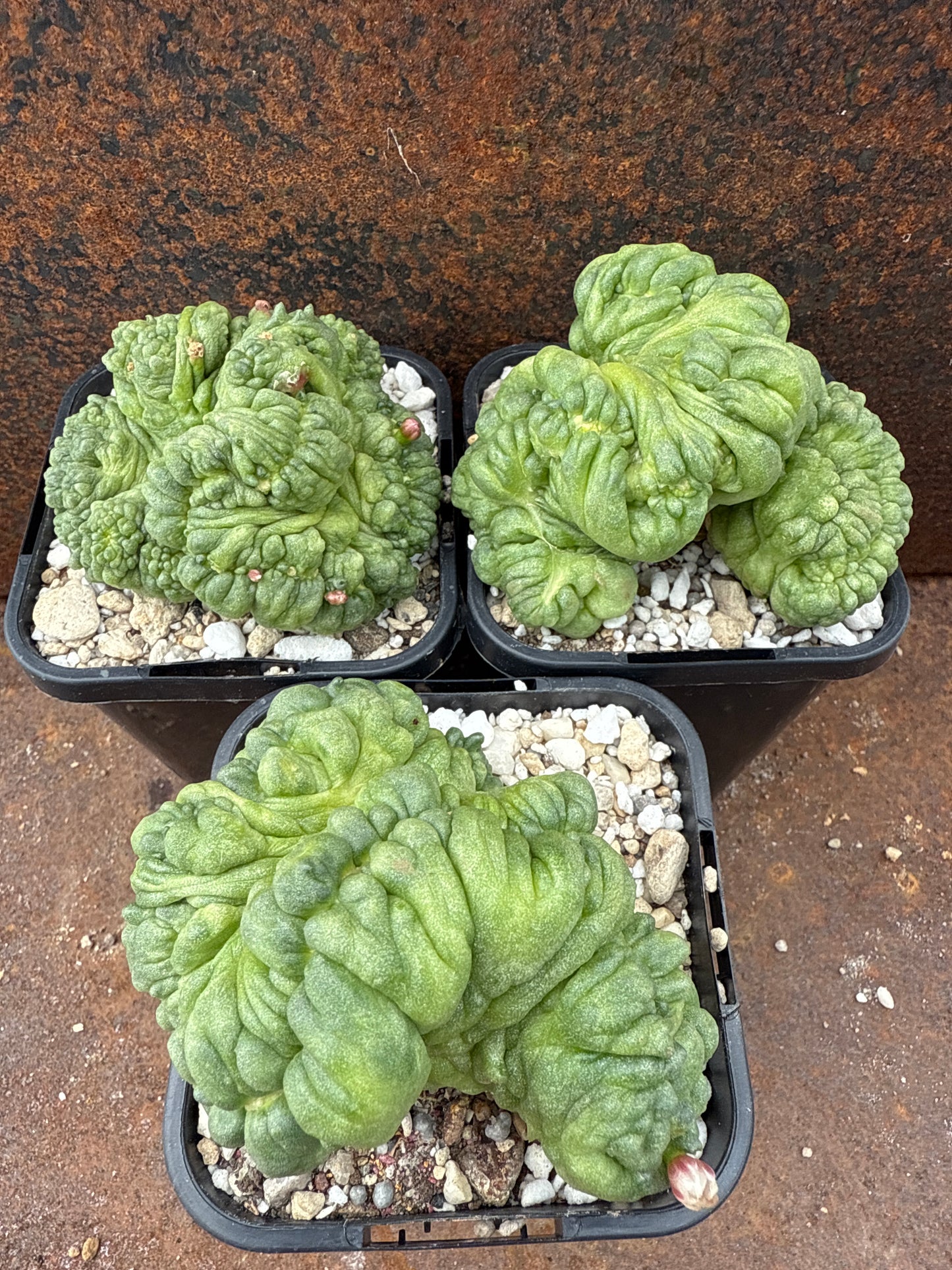 Mammillaria bocosana cv Fred