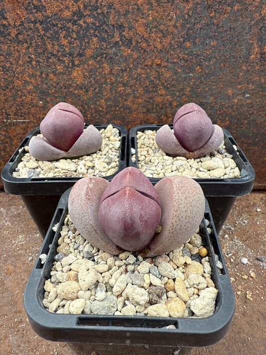 Pleiospilos nelii 'Royal Flush'