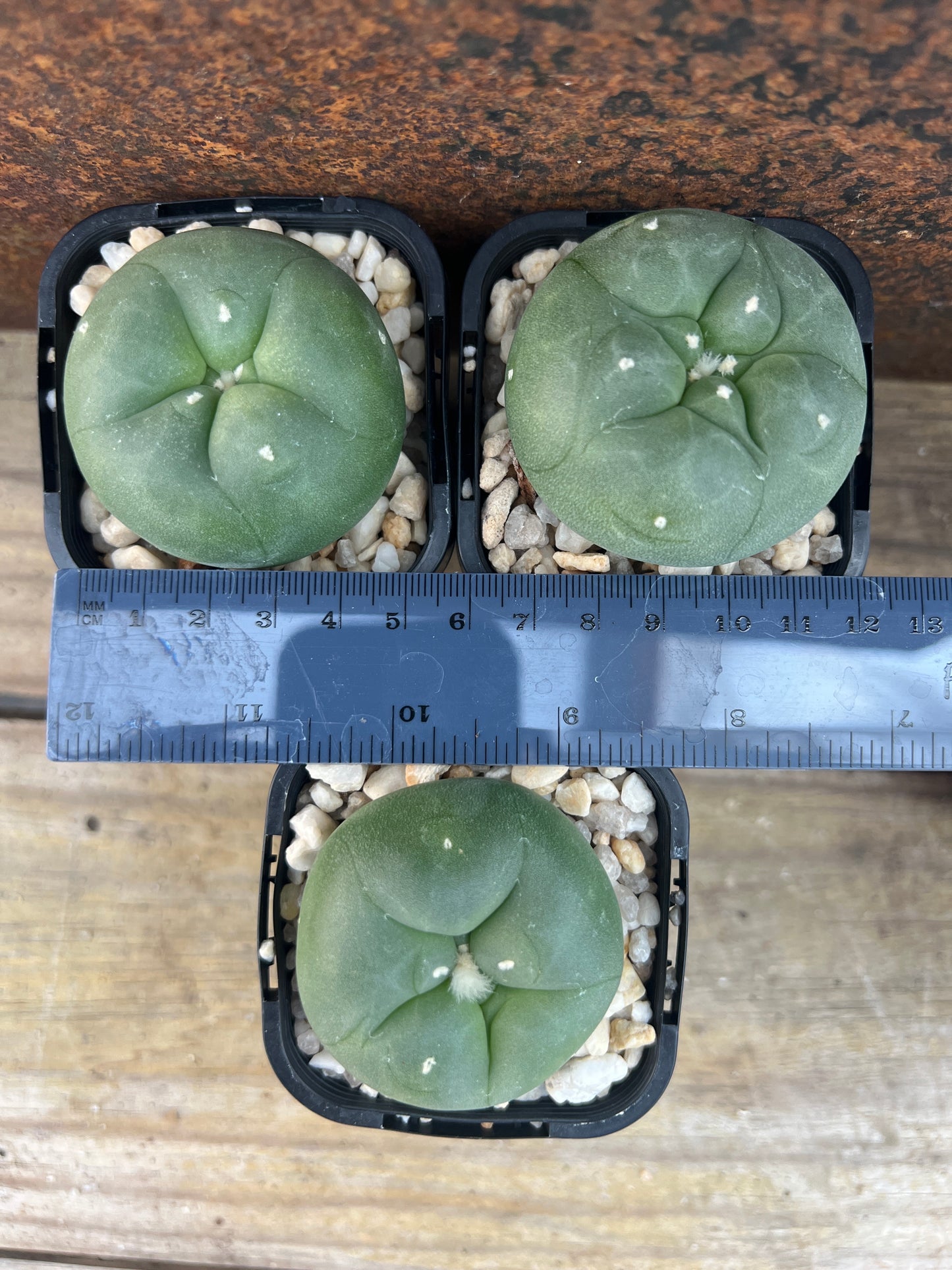 Lophophora diffusa (seed grown)