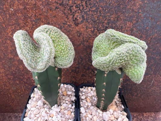 Sulcorebutia kk870 crest