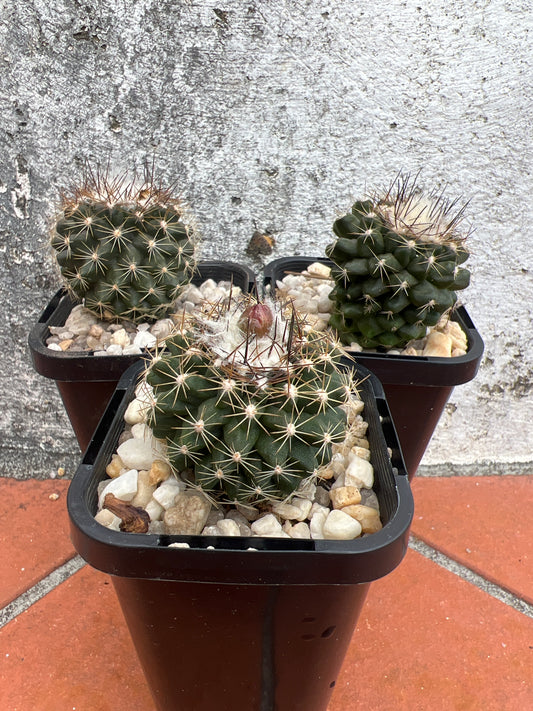 Copiapoa montana