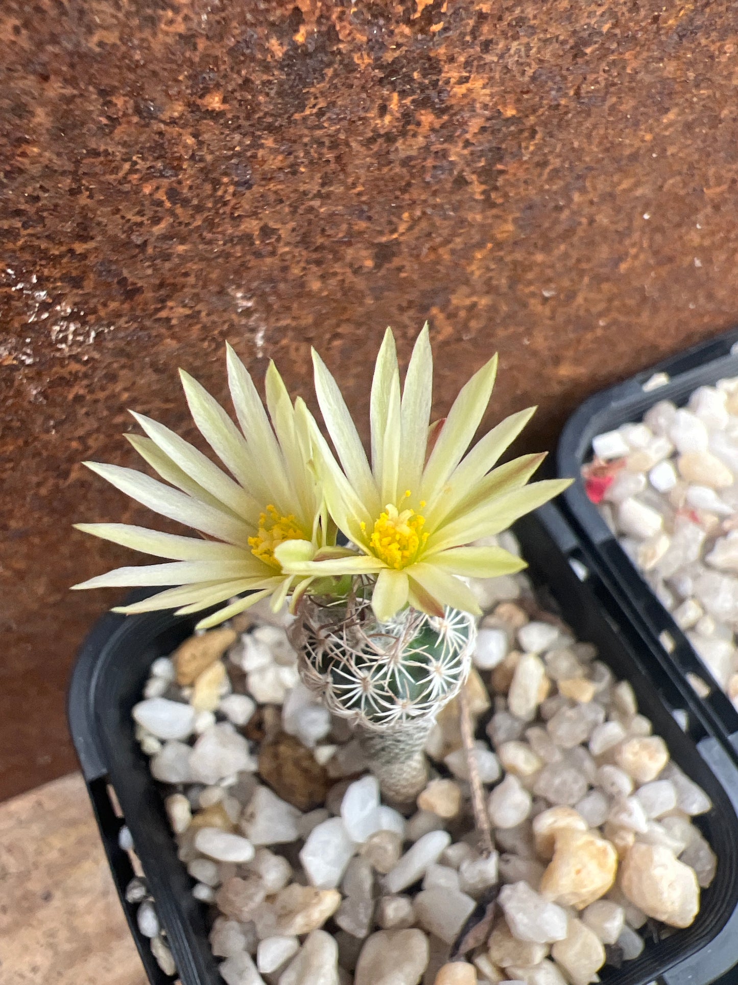 Turbinicarpus krainzianus var. minimus