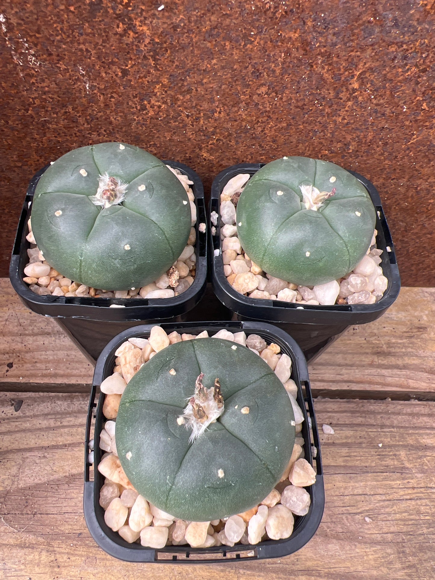 Lophophora Northern Form (seed grown)