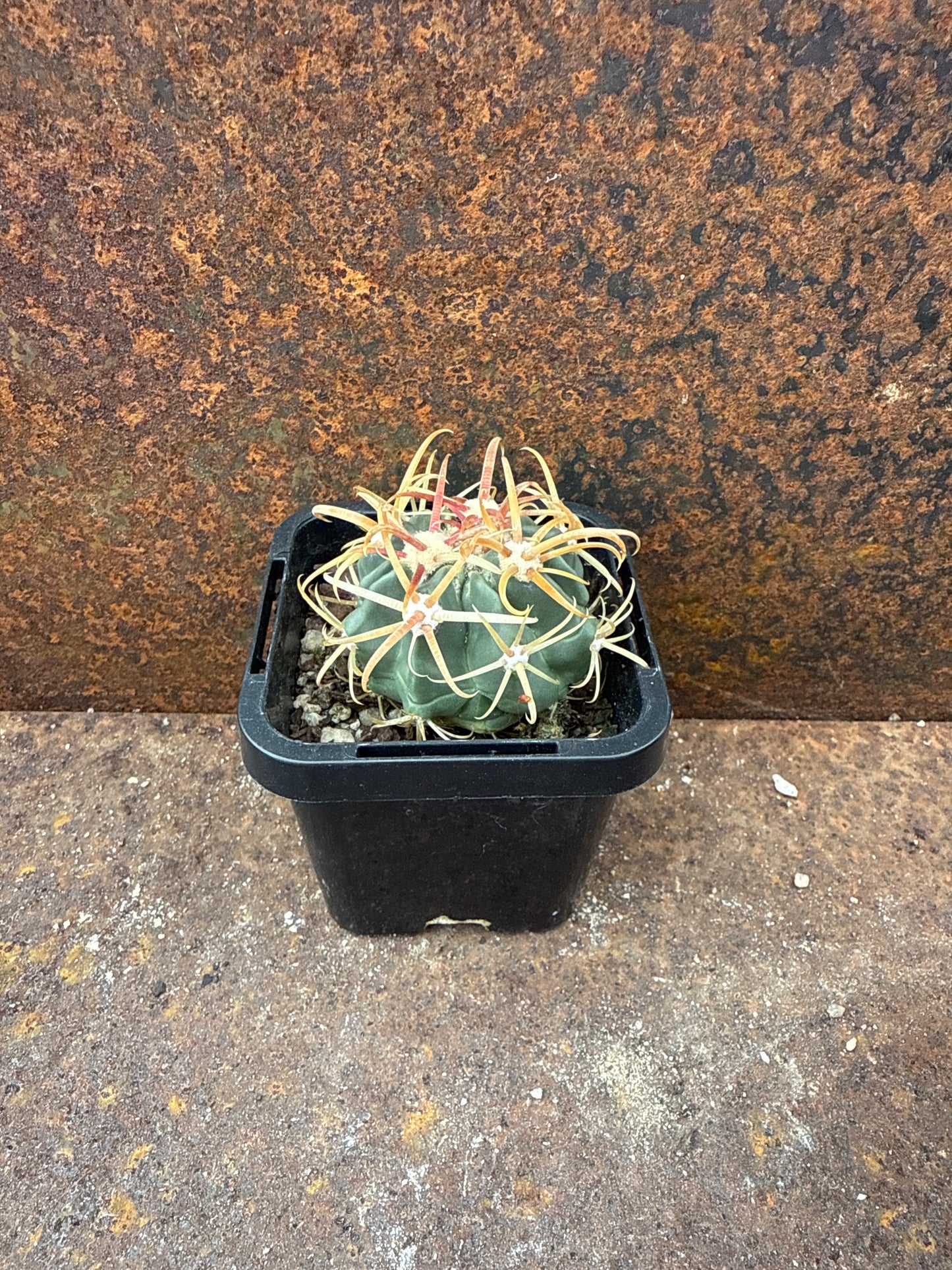 Ferocactus latispinus