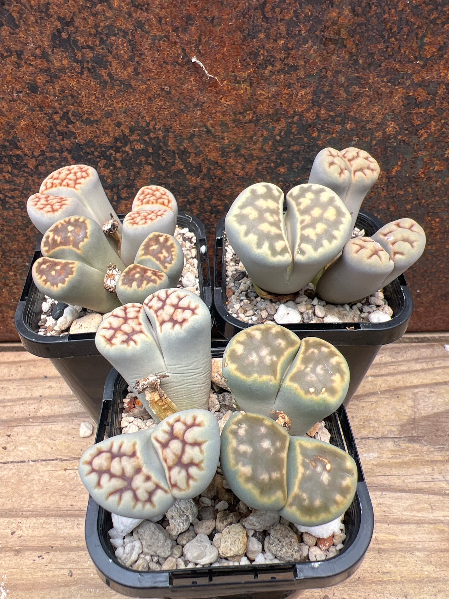 Lithops mixed unnamed species - multiheads