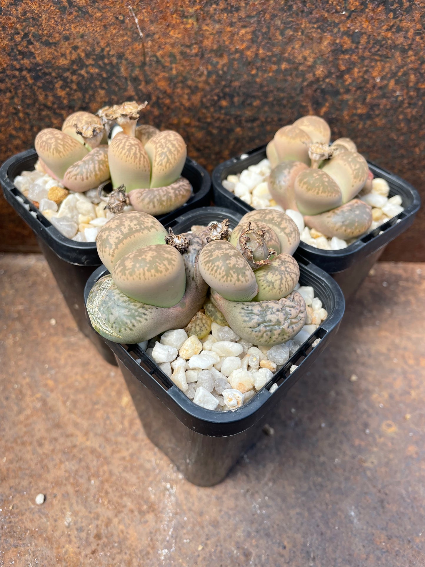 Lithops gesinae var. annae