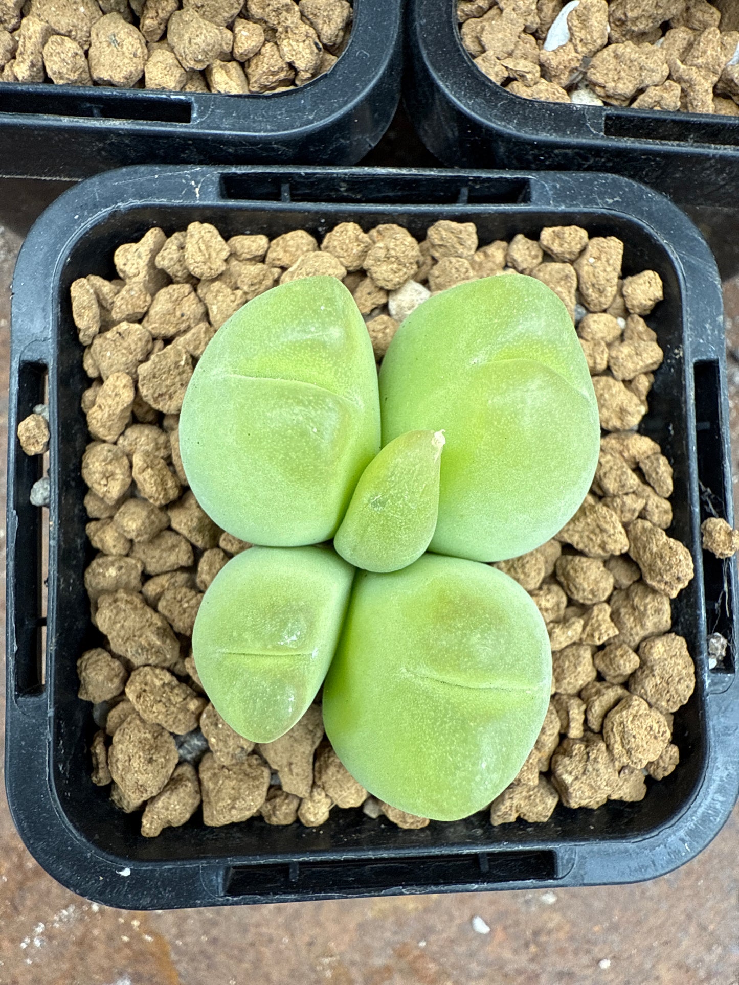 Conophytum pilosulum
