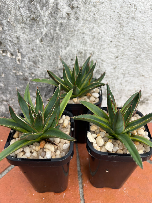 Aloe victoriae-reginae variegata