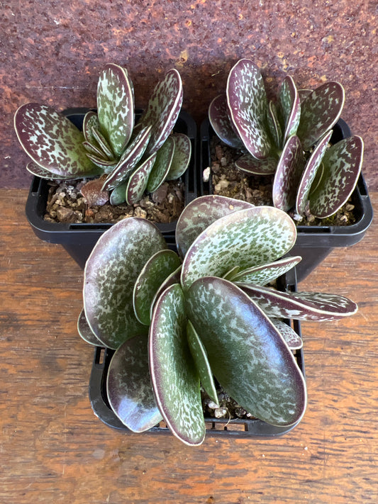 Adromischus maculatus