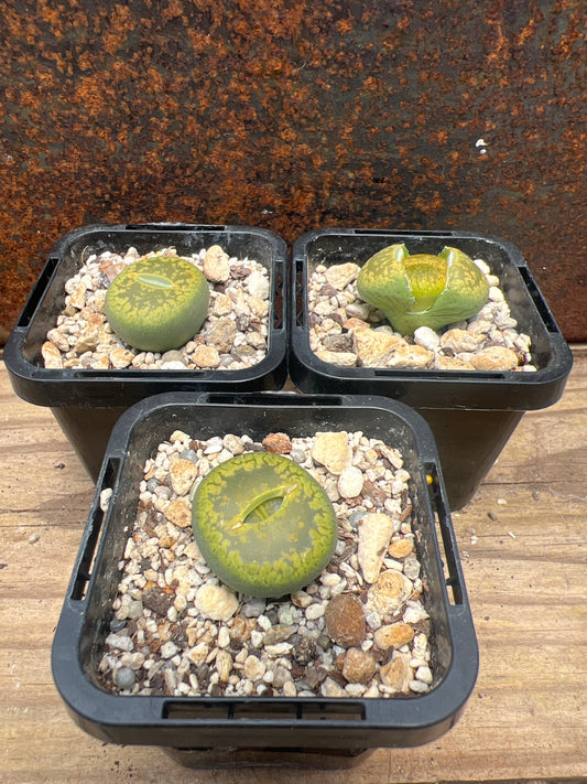 Lithops aucampiae C395