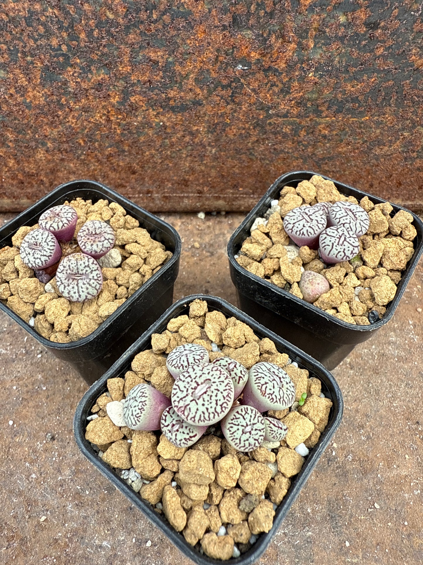 Conophytum wittebergense