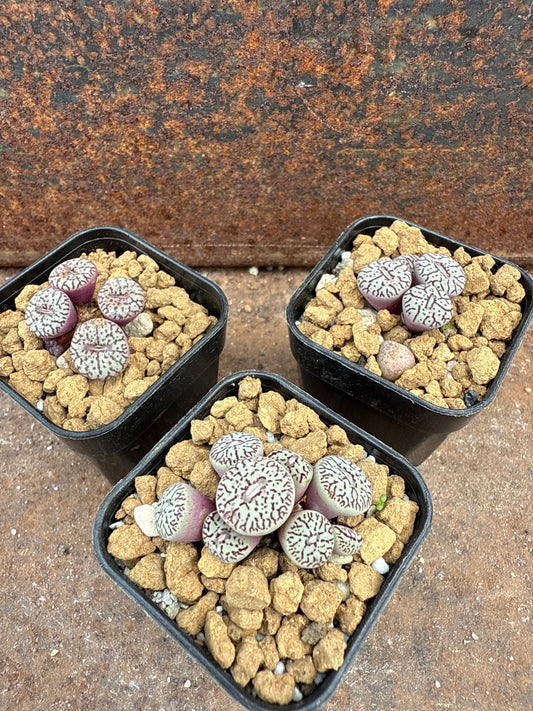 Conophytum wittebergense