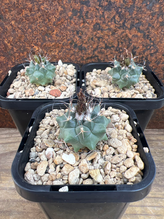 Turbinicarpus swobodae