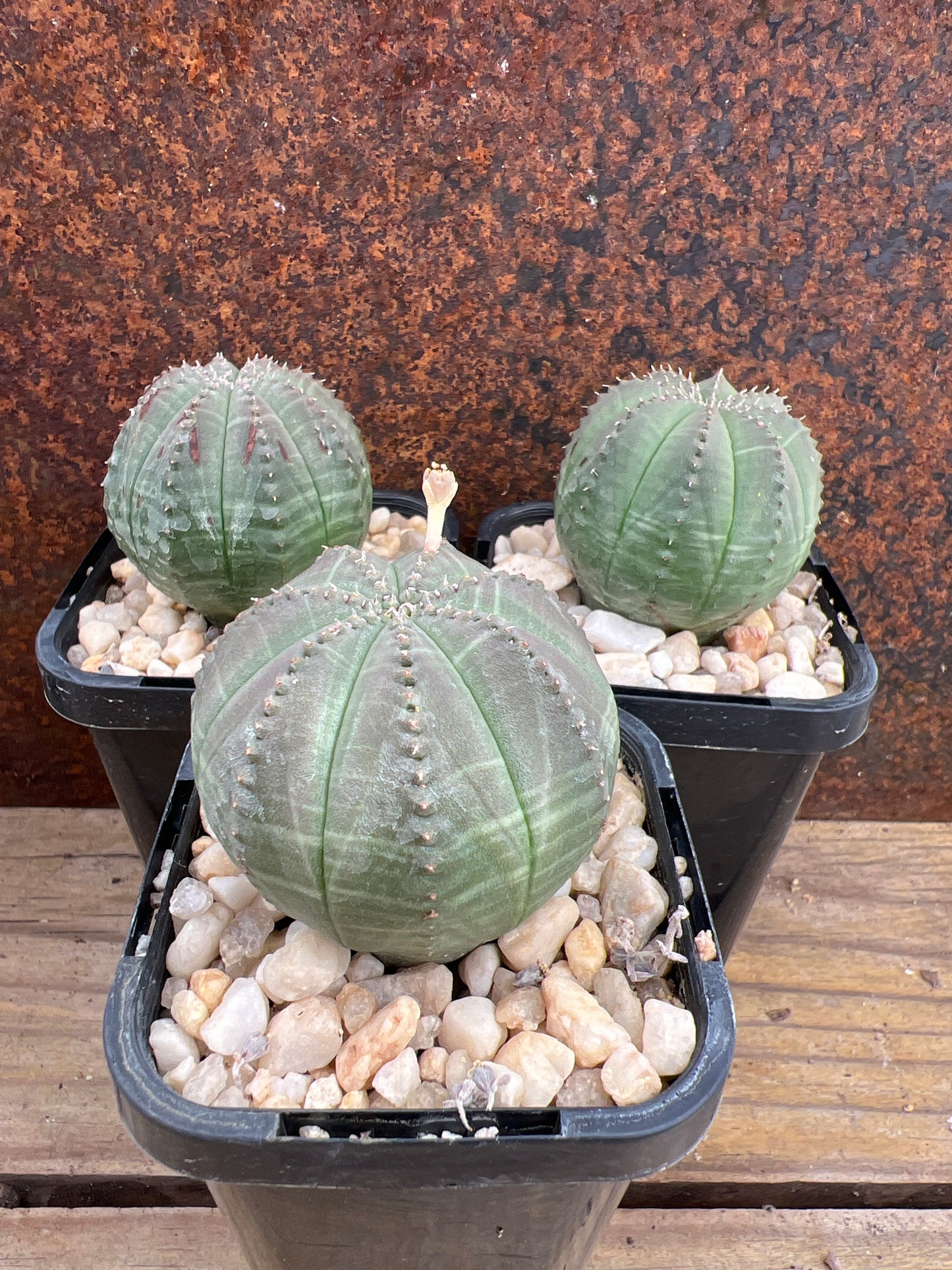 Euphorbia obesa