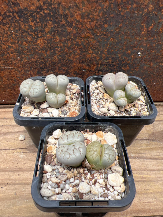 Lithops Werneri C188