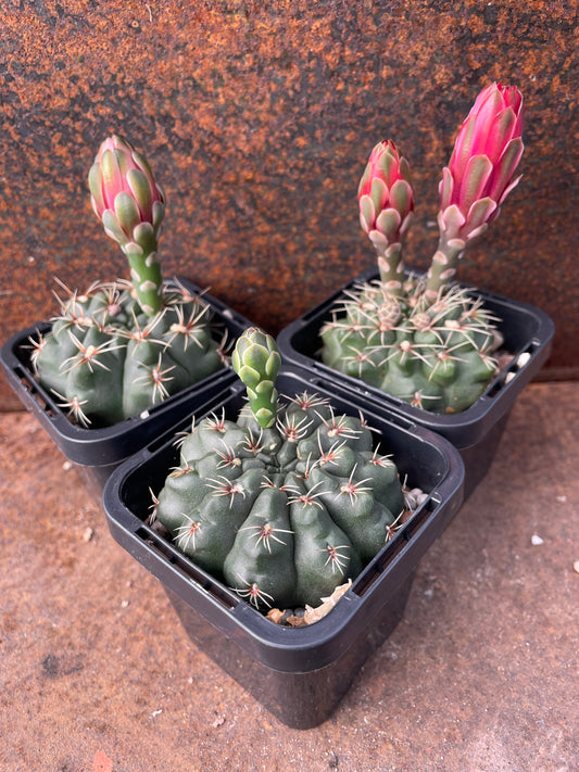 Gymnocalycium baldianum