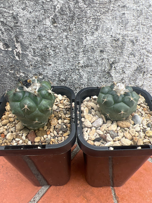 Turbinicarpus lophophoroides