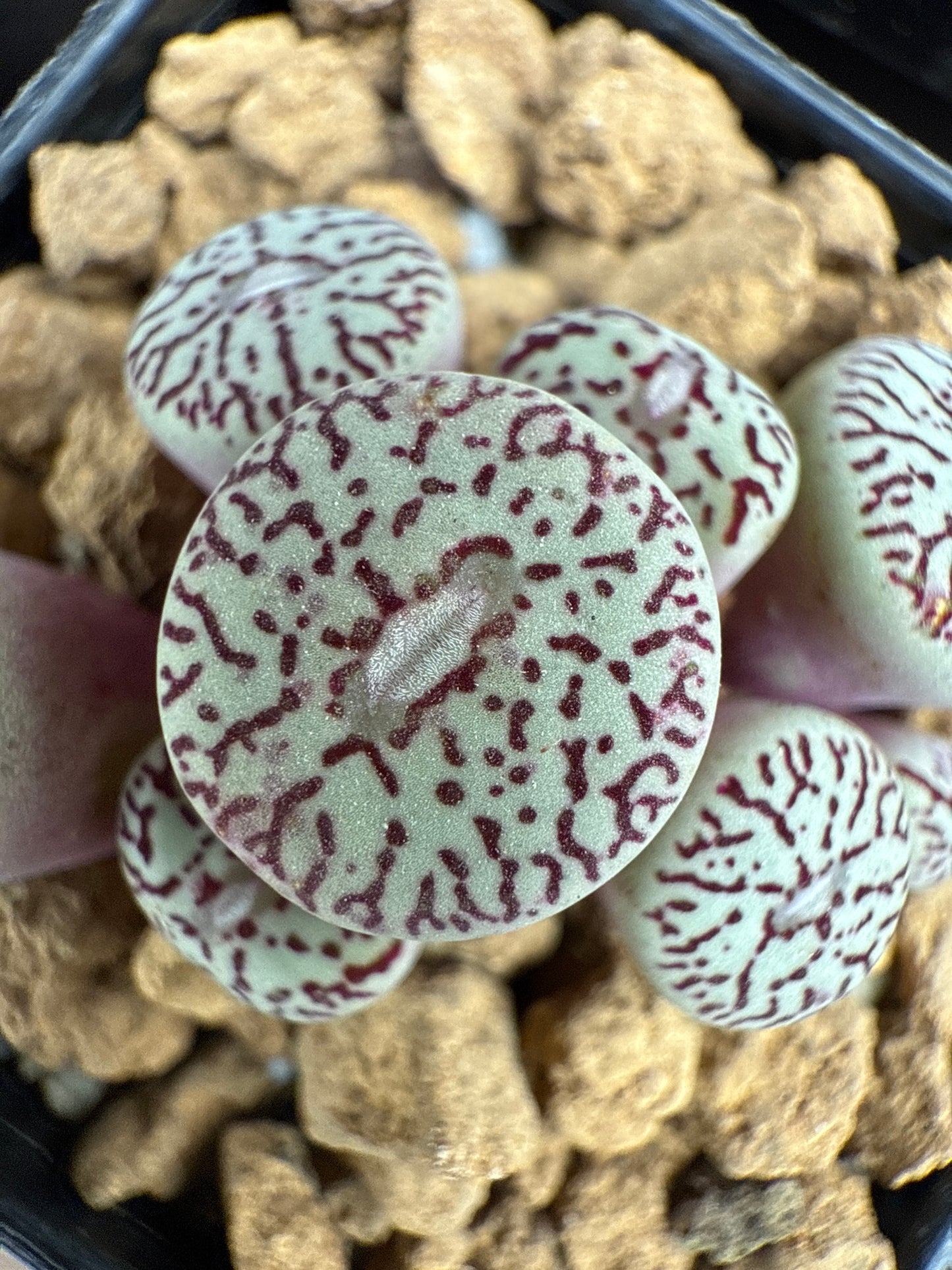 Conophytum wittebergense