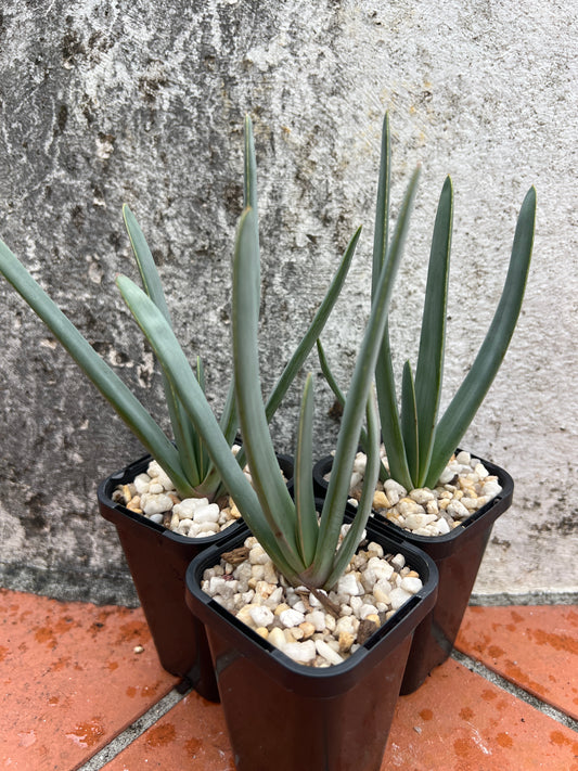 Kumara plicatilis ‘Fan Aloe’