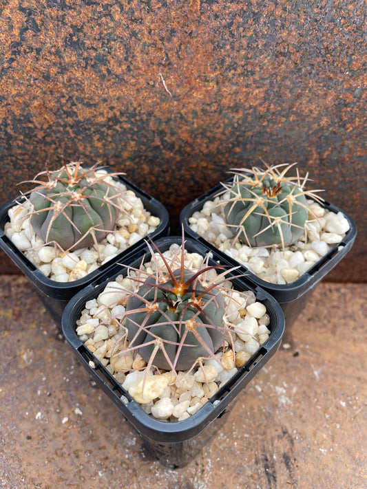 Gymnocalycium spegazzinii v major