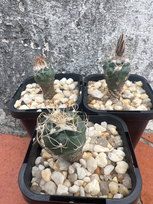 Turbinicarpus macrochele “arrato”