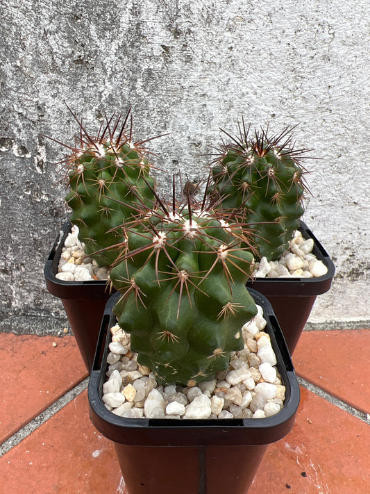 Copiapoa marginata